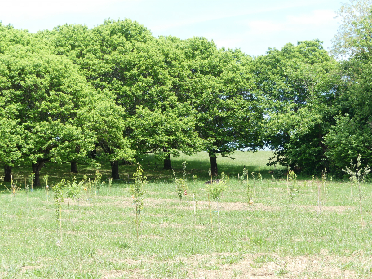 Pousse des arbres plantés via l'association coeur de forêt