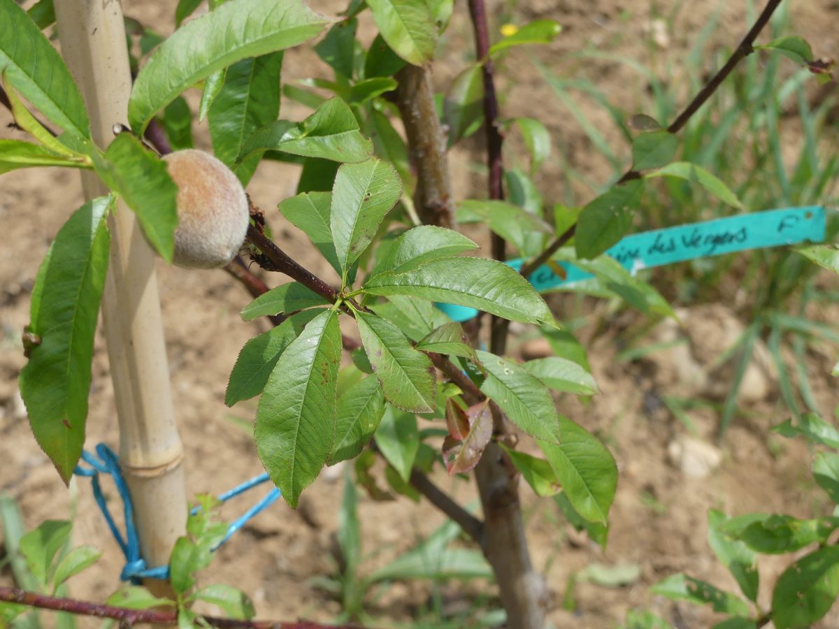 Pousse des premières peches opération cœur de forêt