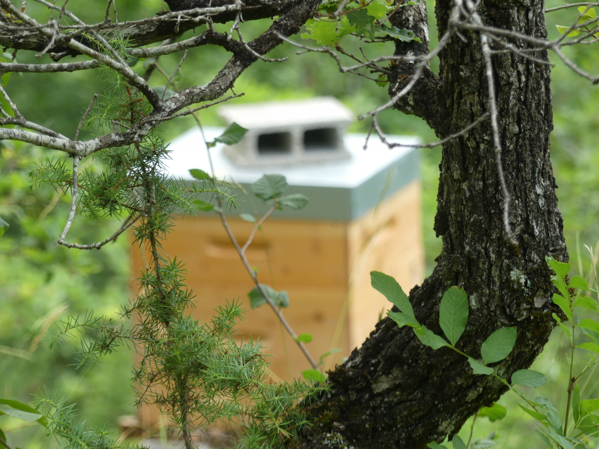 Photo représentant les ruches installées dans les arbres