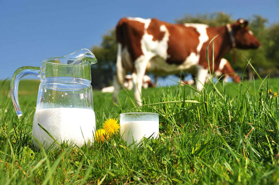 Pompes et systèmes pour l'industrie laitière